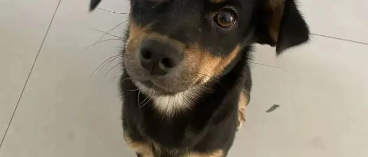 捡到一只“宝藏女孩”，亲人乖巧，卫生习惯满分！