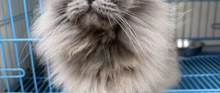 求助！捡到一只“小嗲精”，长毛蓝猫，一摸就“碰瓷”
