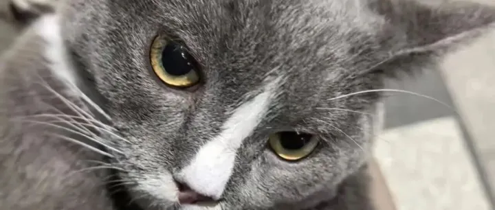 上海降温，请带走这只“毫无戒心”的蓝白猫