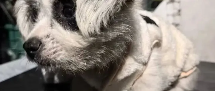 这只“海盗”不抢宝藏，只偷人心