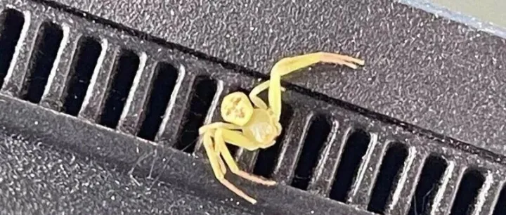 “人脸蜘蛛”<em>是什么</em>鬼？一则短视频在<em>泰国</em>社交网络刷屏