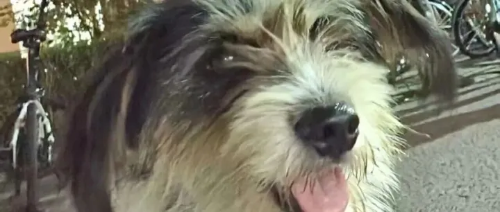 同济校宠「奥丽丽」：不吵不闹，只要抱抱