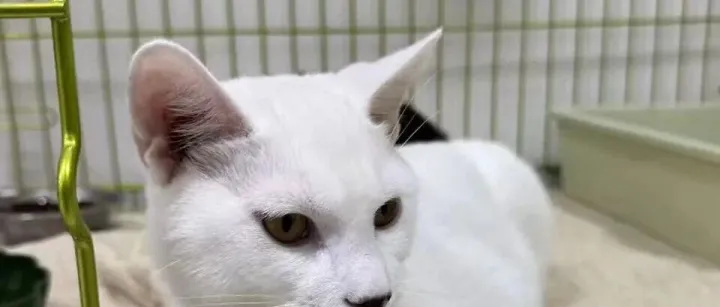 【上海寻主】普陀区中远两湾城，疑似走失的亲人小公猫找家