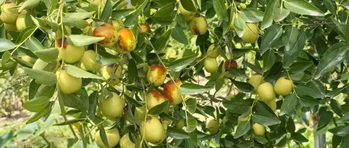 收获的季节 | 把论文写在大地上，把枣树种进农户心里