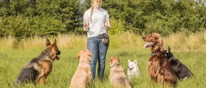 德国名犬 <em>Top</em><em>10</em>