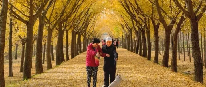 为什么秋天要多去公园走走？三个治愈身心的神奇功效，很多人不知道