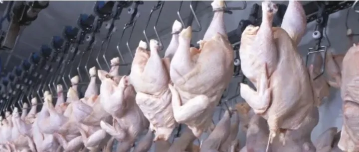 加蓬政府将自2027年1月起禁止进口鸡肉，目前国内生产仅能满足需求的5%