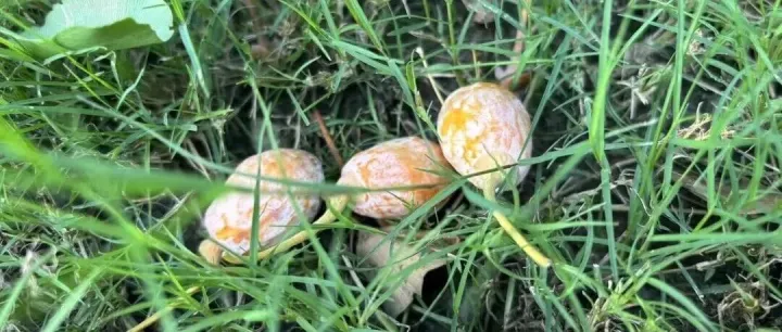 不要捡！不要吃！常州街头正出现