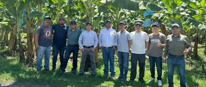 润丰·墨西哥开展香蕉种植田间走访交流活动