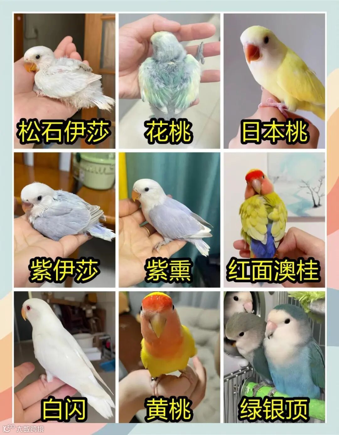 牡丹鹦鹉完全指南：从挑选到饲养，解锁你的彩虹小精灵- 大数跨境