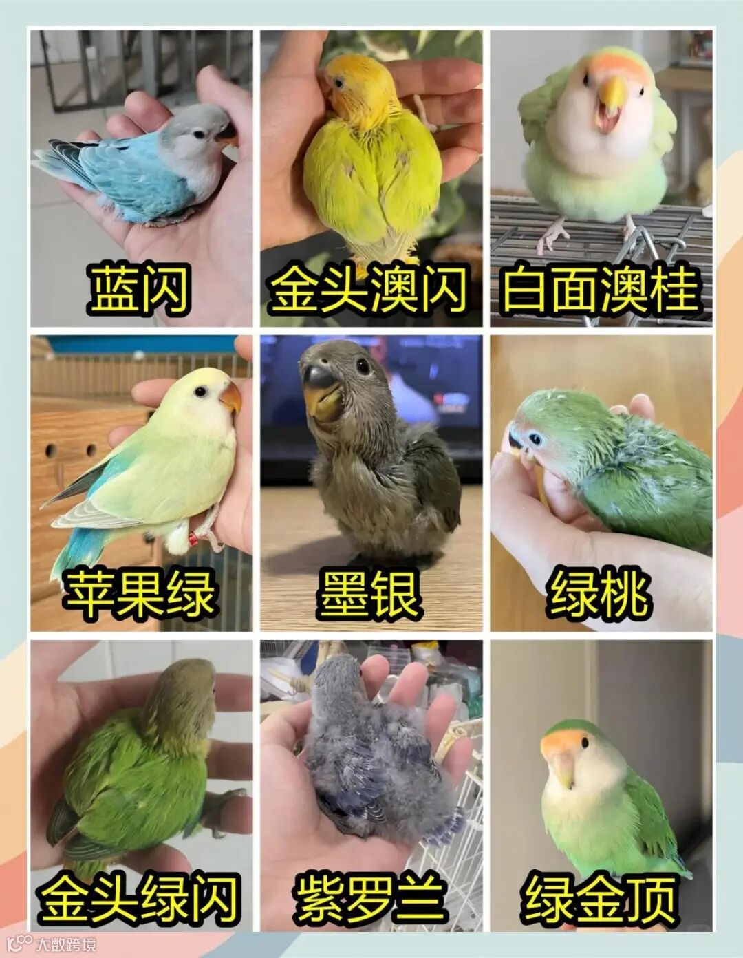 牡丹鹦鹉完全指南：从挑选到饲养，解锁你的彩虹小精灵- 大数跨境