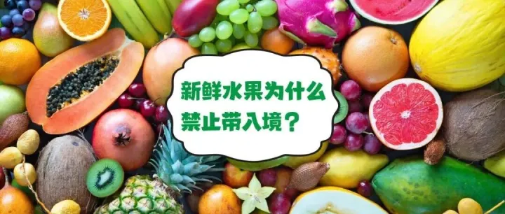 进口科普丨新鲜水果为什么禁止带入境？