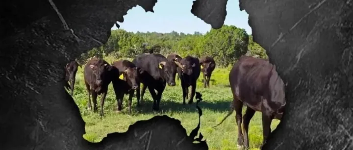 农业贸易百问｜澳大利亚<em>红</em><em>肉</em>出口促进做法知多少？