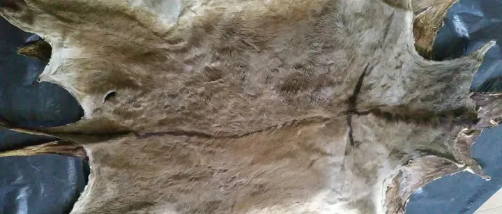 进口科普丨哪些国家的驴皮可以进口？