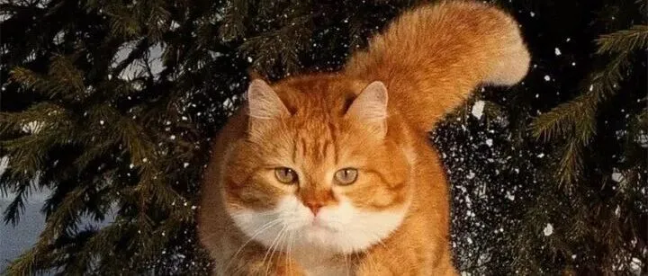 哪款<em>猫</em>粮最好最安全？双十一央视最新出炉十大安全又便宜<em>猫</em>粮牌子