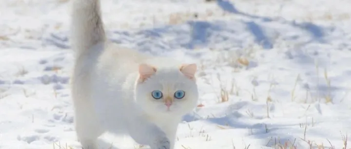 <em>猫</em>粮怎么选？什么<em>猫</em>粮好值得买？2025最新健康<em>猫</em>粮Top10推荐