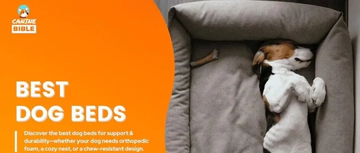 Shopify独立站博客营销之AI创作内容