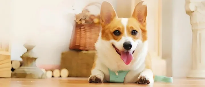 第10期 | 拆解上市公司：源飞宠物