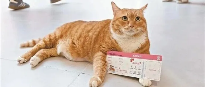 宠物旅游蓝海爆发:千亿“它经济”重塑文旅产业新格局