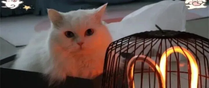 如何选<em>猫</em>粮？哪款<em>猫</em>粮比较好适口性高？口碑最好的十款平价<em>猫</em>粮