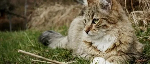 2025年<em>什么</em><em>猫</em>粮好？<em>什么</em><em>猫</em>粮性价比高，双11希喂、领先、珍知乐<em>什么</em><em>猫</em>粮品牌最好，新手必看的选<em>猫</em>粮攻略