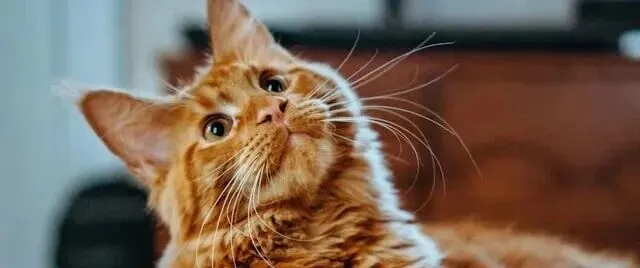 内容电商与<em>AI</em><em>赋</em>能-猫咪喂食器-<em>AI</em>工具在内容创作<em>中</em><em>的</em>战略<em>应用</em>