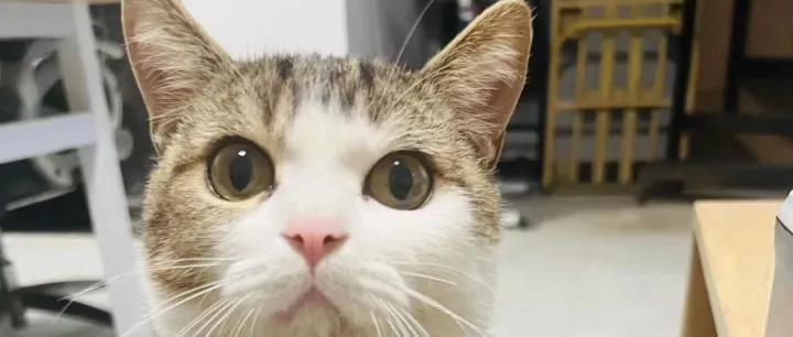 《2025天<em>猫</em>双11宠物消费报告》：三年双11宠物恩格尔系数下降2.93%