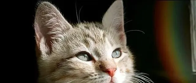 亚马逊短生命周期产品