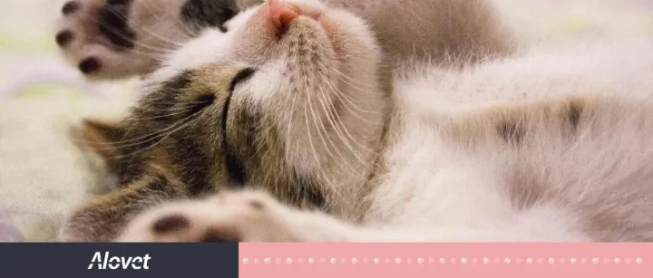 宠物经济数字化转型<em>与</em>大<em>数据</em>驱动<em>的</em><em>商业模式</em><em>创新</em>