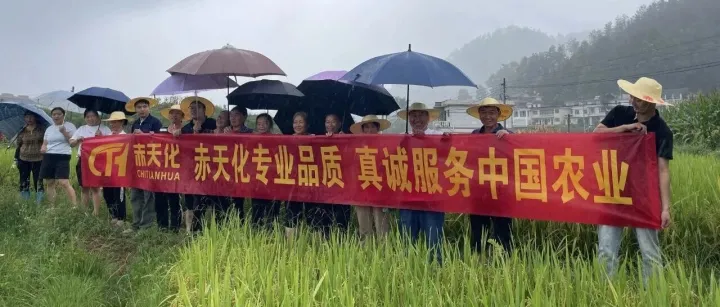 金赤1号22-8-10水稻复合肥助力水稻增产增收
