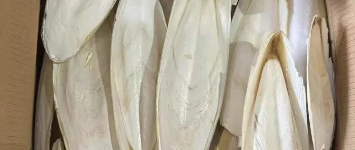 墨鱼骨进口清关怎么操作最完善！