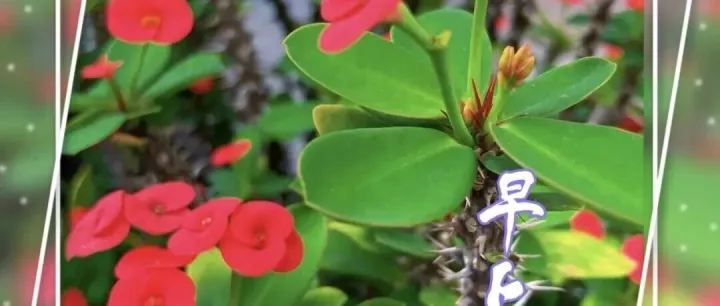 “166张早安吉祥精美图：新的一天，幸福，健康，平安”