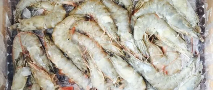 厄尔瓜多南美白对虾清关哪家强？