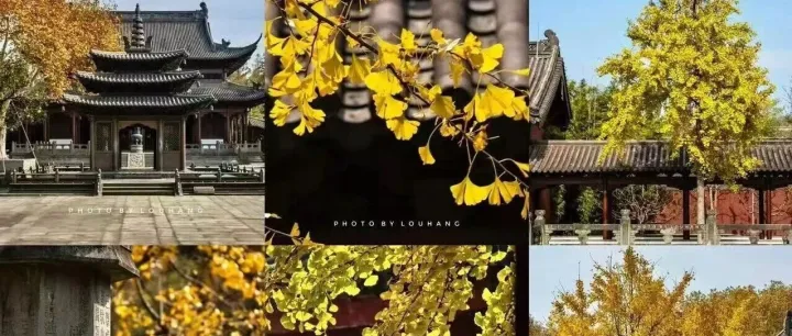 西湖银杏正在变黄，大概六七成！网友：准备出发……