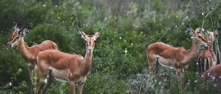 <em>custom</em>（习惯，惯例）• customer顾客; customs（海关•