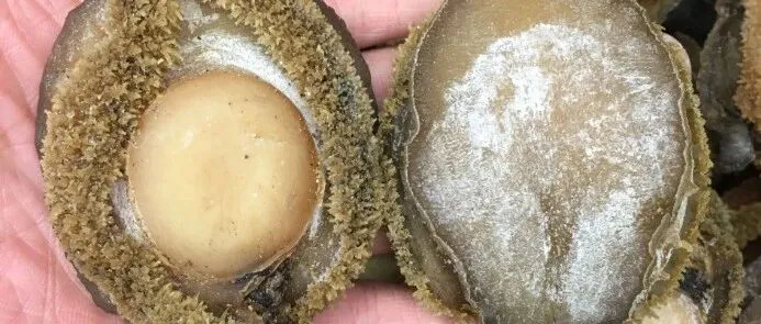 干鲍鱼、海参、花胶等干货水产制品全面放开进口准入！