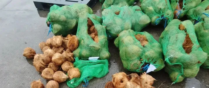 从越南、印尼想进口毛椰的看过来啦！