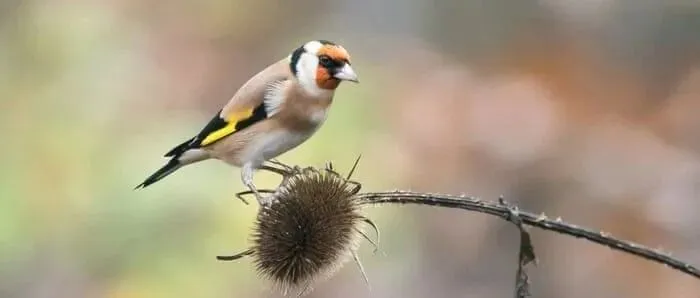 <em>2025</em>-08-23 科学早报