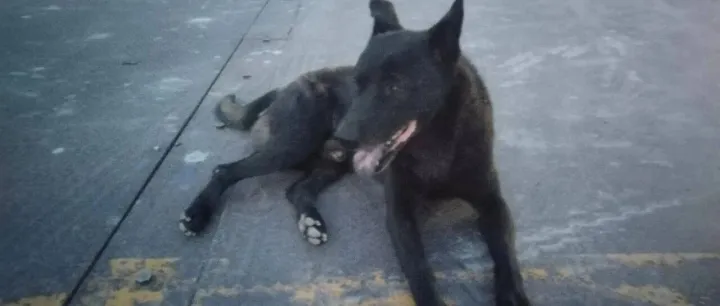 我家养的那只<em>土狗</em>...