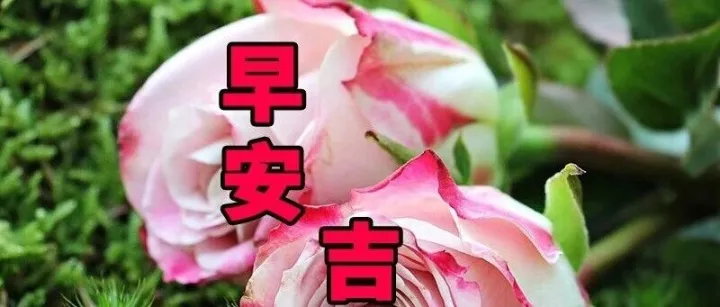 15张今天最新早上好早安表情图片大全，问候心情好，牵挂情谊好