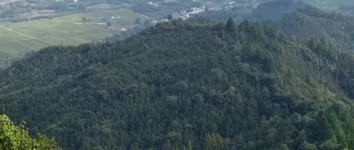 最低5℃？余杭将有大降温！