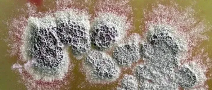 从药物生产中意外发现的超强抗生素，能杀死“超级细菌”