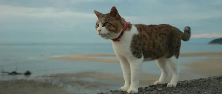 【AI交易】券商AI原生APP：整体逻辑、业务<em>架构</em>、技术<em>架构</em>、数据<em>架构</em>、核心模块、华泰/广发国泰<em>行业</em>实践，重塑亿万投资者交易习惯