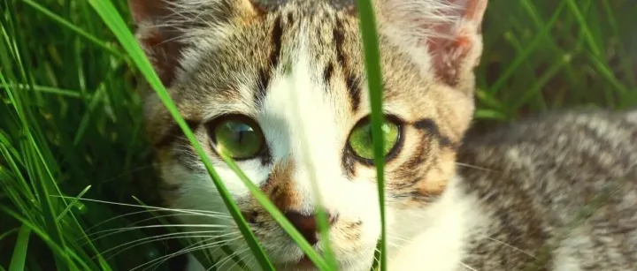 【财富变局】招商银行财富管理困局，招行精品店败给蚂蚁财富大超市6大原因与4项启示，招行TREE体系的人服务输给蚂蚁指数专区的算法