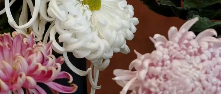 @外贸企业 外贸业务或受影响！近期土耳其、俄罗斯、韩国、巴基斯坦贸易政策一览