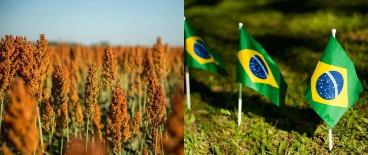 所有的巴西养牛户，都在等待中国的一个结果