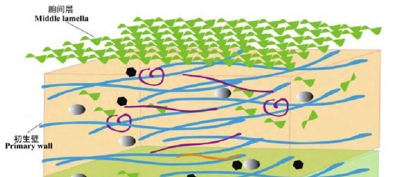 IF=26.5| Annu Rev Plant Biol综述植物果胶的结构、合成及其功能调控的研究进展- 大数跨境