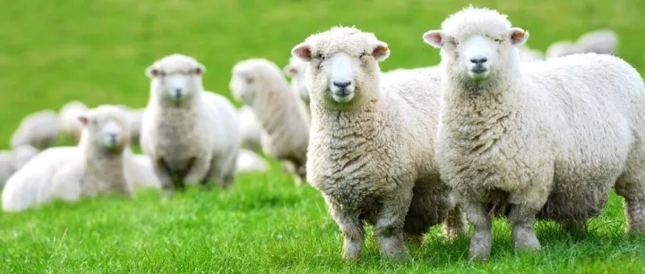 2025<em>年</em>第三季度中国肉羊<em>市场价格</em>报告