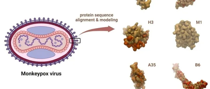 从病毒数据库构建到抗原建模，CLC助力猴痘、牛痘病毒深度探索！