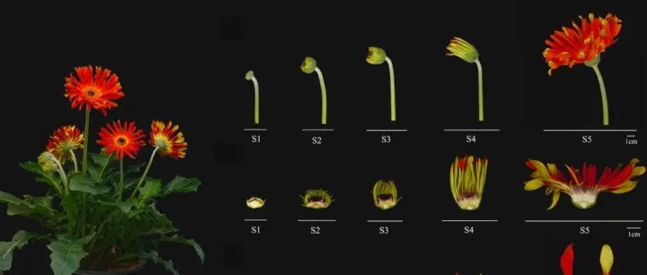 花儿为什么这样红？基因家族分析帮你摸清植物花青素的“调色”套路